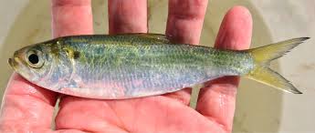 Image result for Alosa pseudoharengus