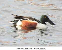 Attēlu rezultāti vaicājumam “Anas clypeata male”