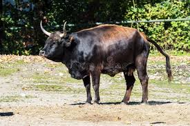 Attēlu rezultāti vaicājumam “Bos primigenius taurus”