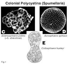 Attēlu rezultāti vaicājumam “Diderma radiatum sessile”