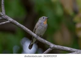 Image result for Ficedula albicilla