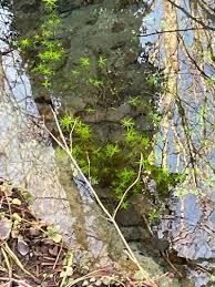 Attēlu rezultāti vaicājumam “Callitriche hermaphroditica leaf”