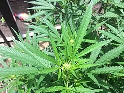 Attēlu rezultāti vaicājumam “Cannabis sativa”