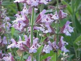 Image result for Salvia sclarea