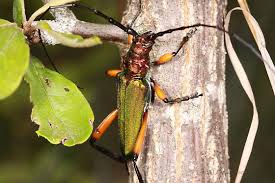 Attēlu rezultāti vaicājumam “Lycogala botrydium sessile”