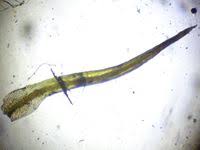 Attēlu rezultāti vaicājumam “Weissia brachycarpa”