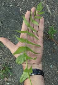 Attēlu rezultāti vaicājumam “Berula erecta leaf”