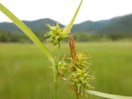 Attēlu rezultāti vaicājumam “Carex flava”