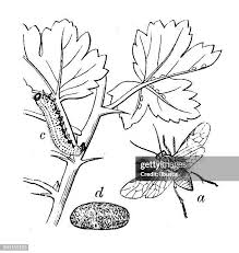 Attēlu rezultāti vaicājumam “Nematus ribesii larva”
