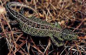 Attēlu rezultāti vaicājumam “Lacerta agilis male”