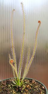Attēlu rezultāti vaicājumam “Drosera x obovata leaf”