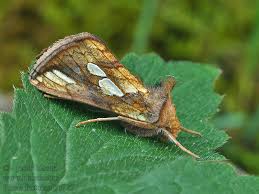 Attēlu rezultāti vaicājumam “Plusia festucae”