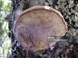 Attēlu rezultāti vaicājumam “Phellinus pomaceus”