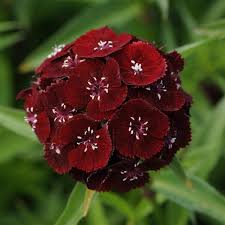 Attēlu rezultāti vaicājumam “Dianthus barbatus flower”