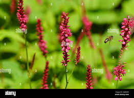 Attēlu rezultāti vaicājumam “Polygonaceae”