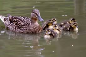 Attēlu rezultāti vaicājumam “Anas platyrhynchos juvenile”