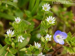 Attēlu rezultāti vaicājumam “Veronica chamaedrys flower”