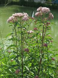 Image result for Eupatorium cannabinum