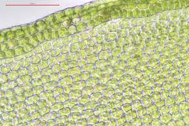Attēlu rezultāti vaicājumam “Orthotrichum diaphanum”