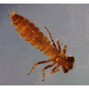 Attēlu rezultāti vaicājumam “Aeshnidae”