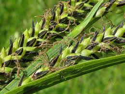 Attēlu rezultāti vaicājumam “Carex acuta leaf”