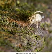 Attēlu rezultāti vaicājumam “Paidiscura pallens”