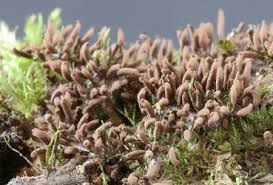 Attēlu rezultāti vaicājumam “Stemonitis herbatica spores”