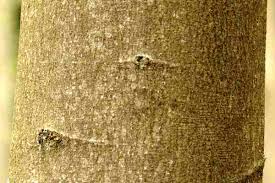 Attēlu rezultāti vaicājumam “Orthotrichum affine var. affine”