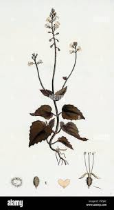 Attēlu rezultāti vaicājumam “Circaea alpina”