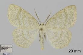 Attēlu rezultāti vaicājumam “Cabera exanthemata”