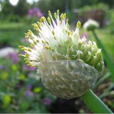Résultat de recherche d'images pour "Allium fistulosum"