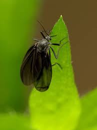Attēlu rezultāti vaicājumam “Sciaridae”
