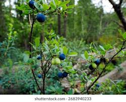 Attēlu rezultāti vaicājumam “Vaccinium uliginosum fruit”