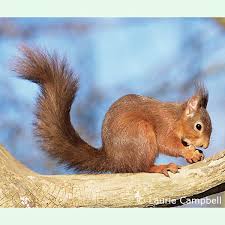 Attēlu rezultāti vaicājumam “Sciurus vulgaris”