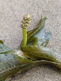 Attēlu rezultāti vaicājumam “Potamogeton perfoliatus flower”