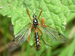 Attēlu rezultāti vaicājumam “Dictenidia bimaculata male”