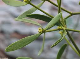 Attēlu rezultāti vaicājumam “Viscum album leaf”