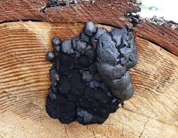 Attēlu rezultāti vaicājumam “Amaurochaete atra”