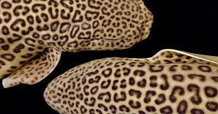 Image result for Poroderma pantherinum