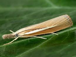 Attēlu rezultāti vaicājumam “Agriphila tristella”