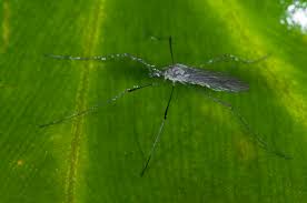 Attēlu rezultāti vaicājumam “Limoniidae”