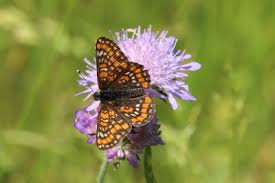 Attēlu rezultāti vaicājumam “Euphydryas maturna pupa”