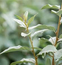 Attēlu rezultāti vaicājumam “Elaeagnus commutata”