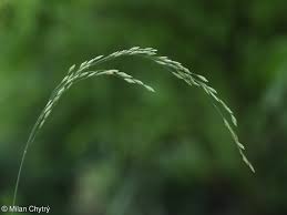 Attēlu rezultāti vaicājumam “Poa nemoralis”