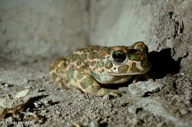 Attēlu rezultāti vaicājumam “Pseudepidalea viridis adult”