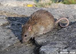 Attēlu rezultāti vaicājumam “Rattus norvegicus”