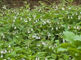 Attēlu rezultāti vaicājumam “Symphytum grandiflorum”