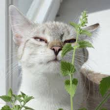 Image result for Nepeta cataria