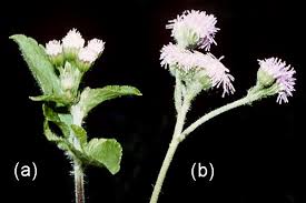 Image result for Ageratum conyzoides