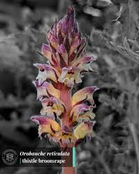 Attēlu rezultāti vaicājumam “Orobanchaceae”